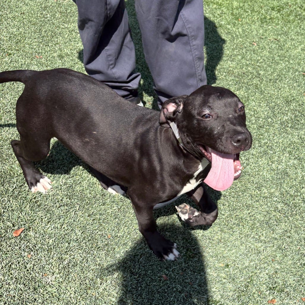 Photo of Coca-Cola, adoptable Mixed Breed (Medium) in Houston, Texas
