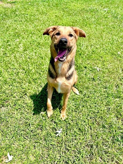 Photo of Lucy, adoptable German Shepherd Dog in Grovetown, Georgia