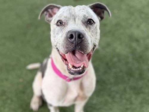 Photo of Brenda, adoptable Pointer in Tavares, Florida
