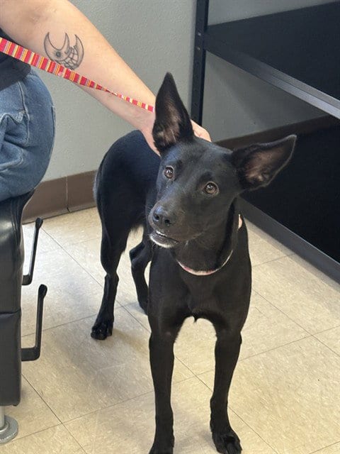 Photo of Caesar Salad, adoptable German Shepherd Dog in Killeen, Texas