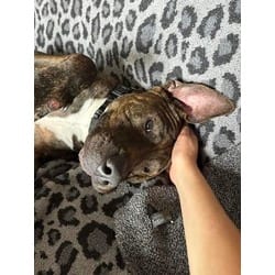 Photo of Tiger, adoptable American Pit Bull Terrier in Baton Rouge, Louisiana
