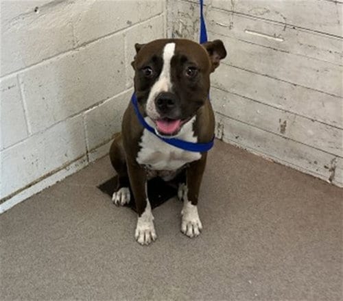 Photo of Sadie, adoptable Pit Bull Terrier in San Bernardino, California