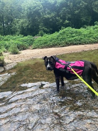 Photo of Potassium, adoptable dog in Chamblee, Georgia
