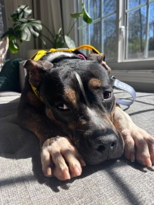 Photo of Bae, adoptable dog in Chamblee, Georgia