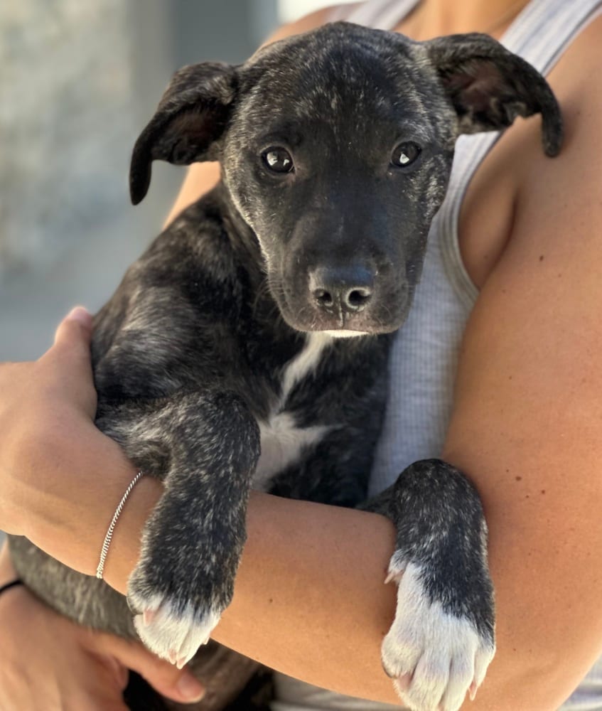 Photo of Willow, adoptable Border Collie in Dana Point, California