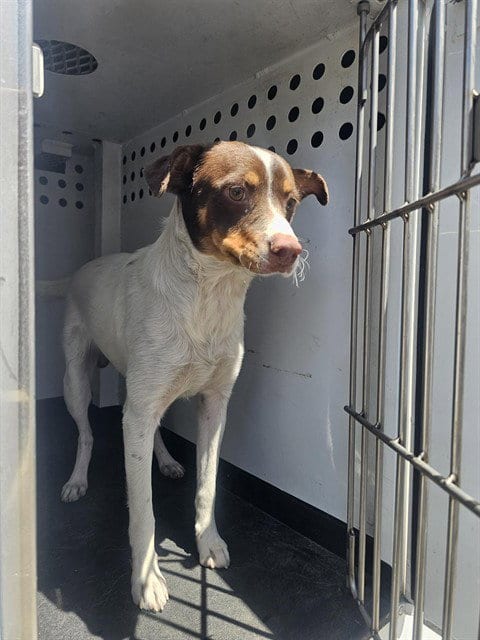 Photo of A171092, adoptable Jack Russell Terrier (Parson Russell Terrier) in Bakersfield, California