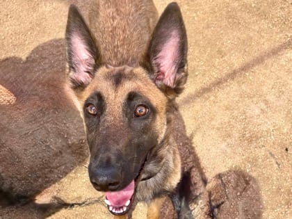 Photo of Kimchi, adoptable dog in Georgetown, Texas