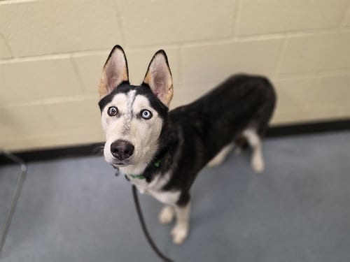 Photo of Lamarr, adoptable Siberian Husky in Denver, Colorado