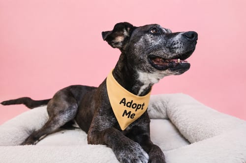 Photo of Dominque aka Dom, adoptable Pit Bull Terrier in Inglewood, California