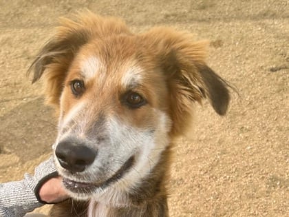 Photo of Clifford, adoptable dog in Georgetown, Texas