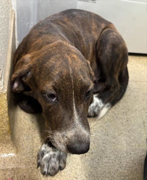 Photo of Truffle, adoptable Treeing Walker Coonhound in Grand Prairie, Texas