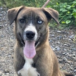 Photo of Jennie, adoptable Catahoula Leopard Dog in Kensett, Arkansas