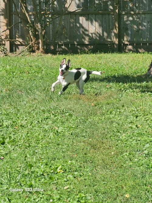 Photo of Beatrice, adoptable Husky in Waterloo, Iowa