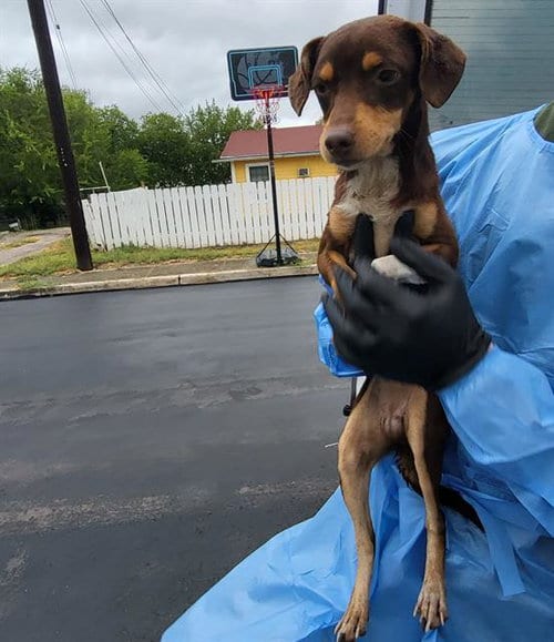 Photo of Beau, adoptable Terrier in San Antonio, Texas