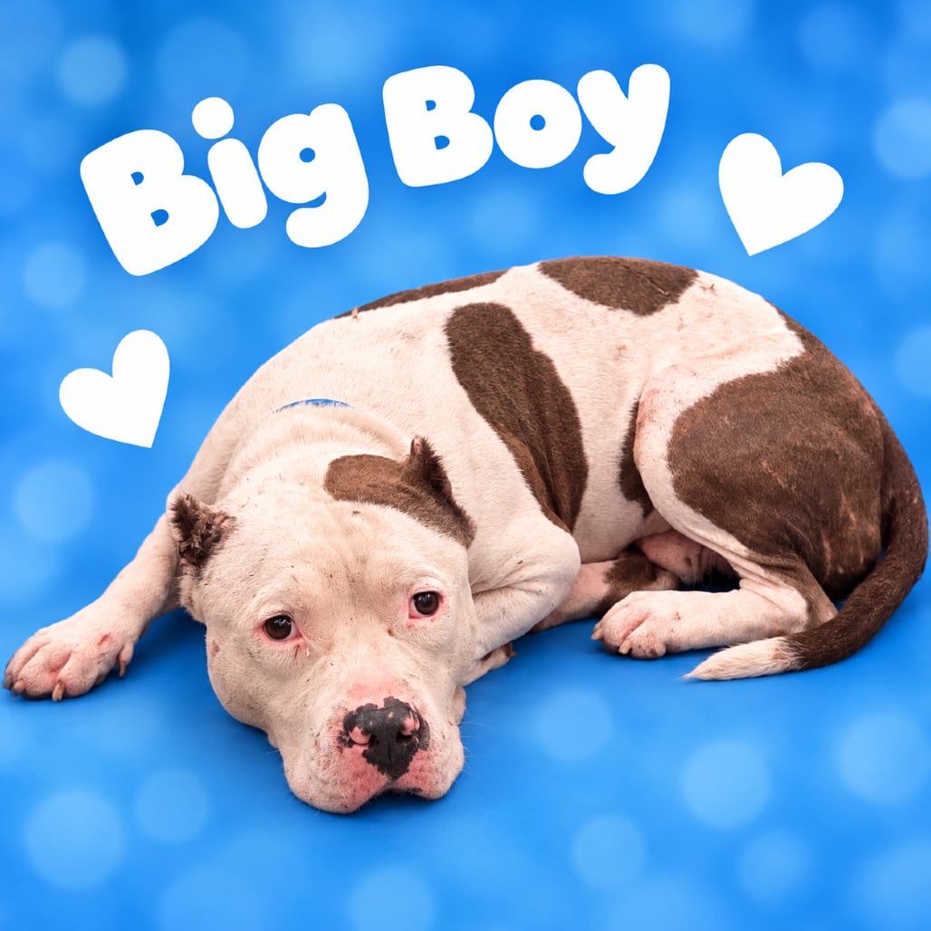 Photo of Big Boy, adoptable dog