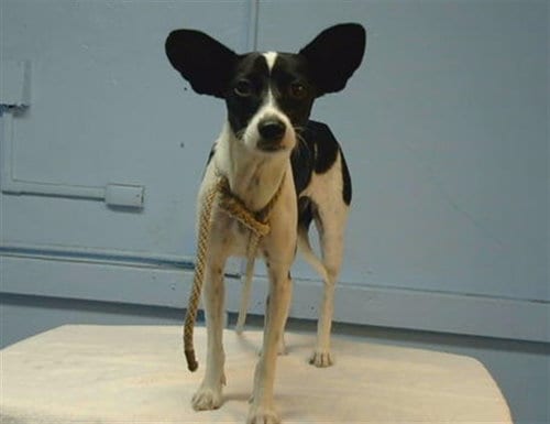 Photo of A5800923, adoptable Chihuahua in Gardena, California