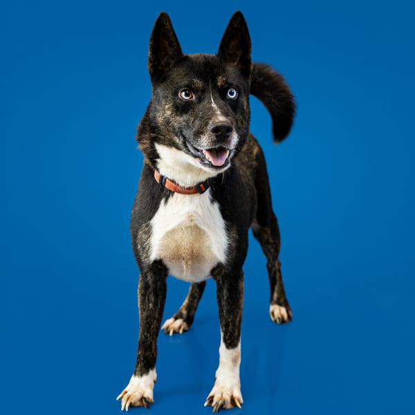 Photo of Gatsby, adoptable Siberian Husky mixed Corgie in Lawrenceville, Georgia