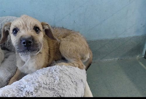 Photo of Canela, adoptable Terrier in Baldwin Park, California