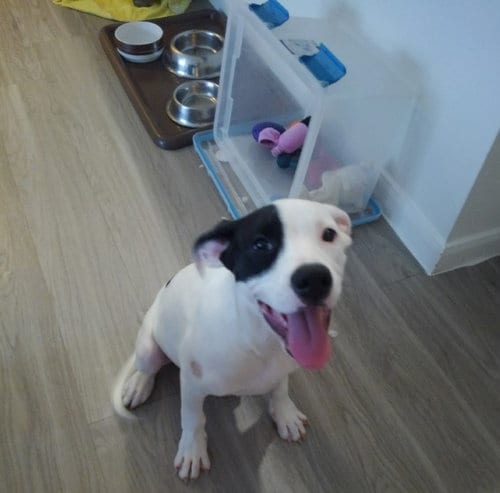 Photo of Lola, adoptable Retriever in San Antonio, Texas
