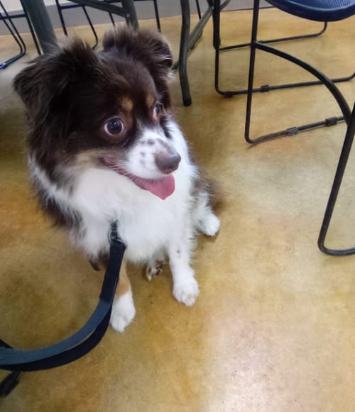 Photo of Bailey, adoptable Australian Shepherd in AUSTIN, Minnesota