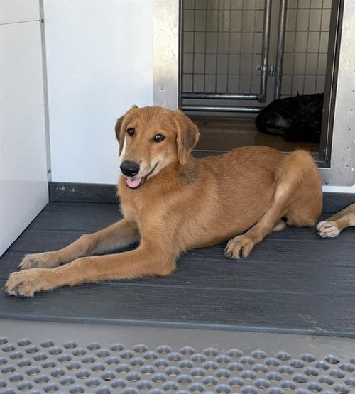 Photo of Pup Tart, adoptable Doberman Pinscher in San Bernardino, California