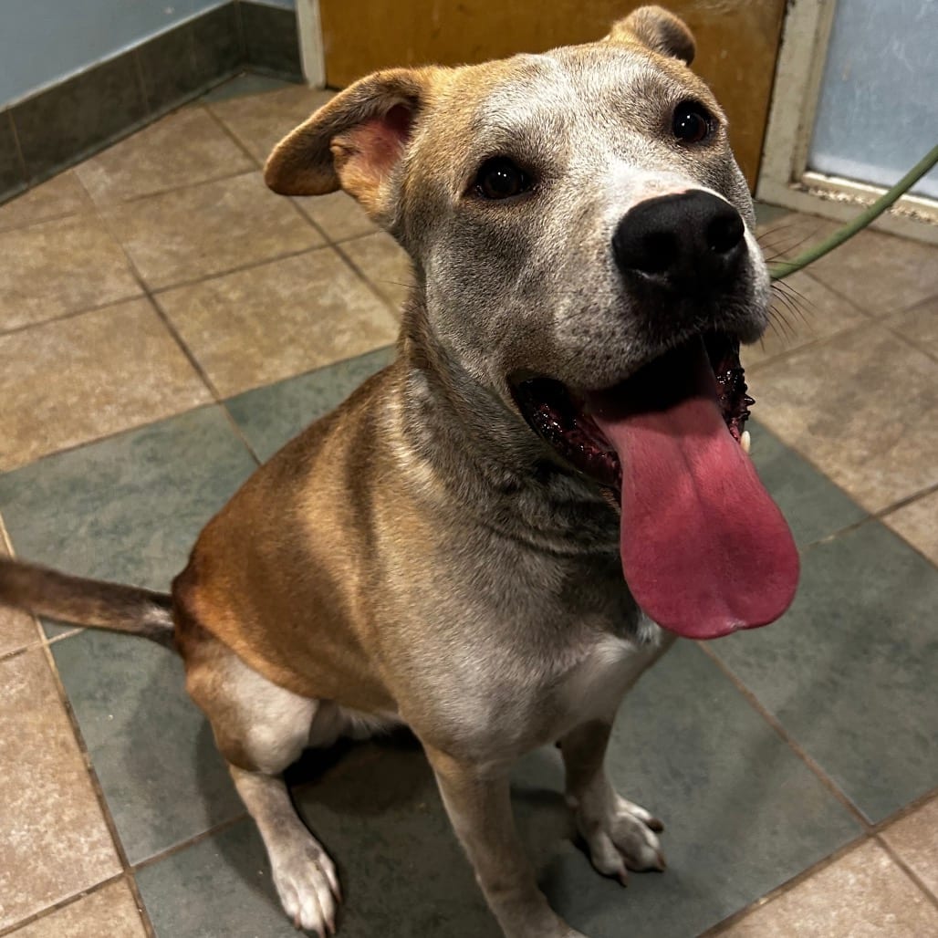 Photo of Papa, adoptable Mixed Breed (Large) in Chattanooga, Tennessee