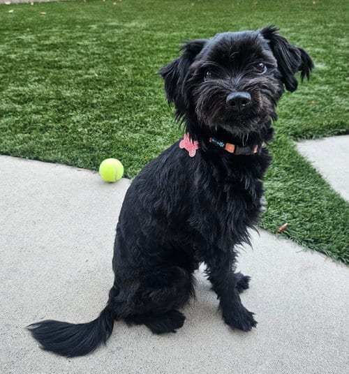 Photo of Graffiti, adoptable Miniature Schnauzer in Romoland, California