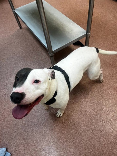 Photo of Barney, adoptable Staffordshire Bull Terrier in Ogden, Utah