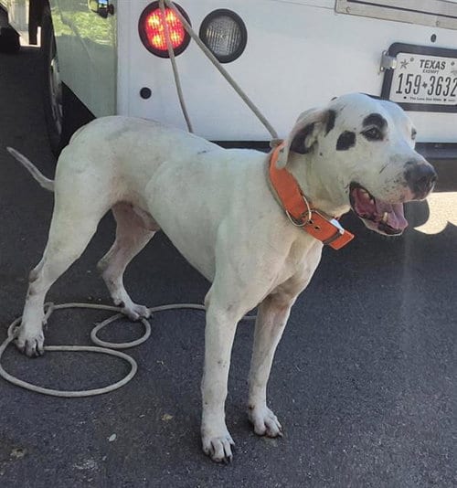 Photo of Riley, adoptable Dalmatian in San Antonio, Texas