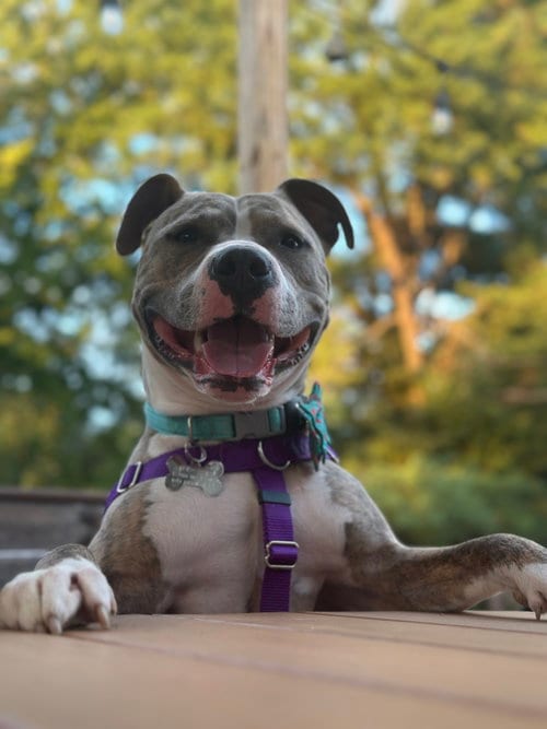 Photo of Ronnie, adoptable American Pit Bull Terrier in Alexandria, Virginia