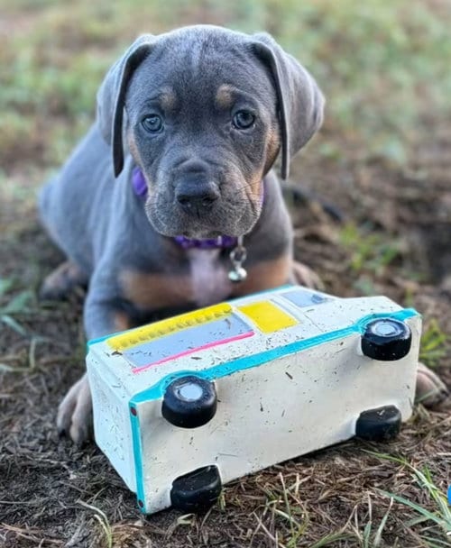 Photo of Trisha, adoptable Hound in Sanford, Florida