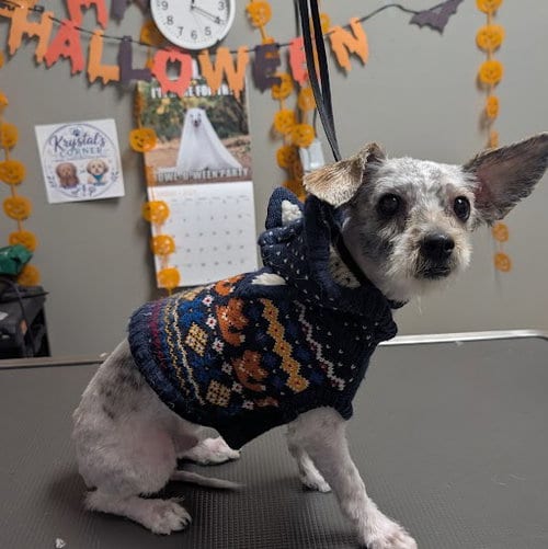 Photo of Baldwin, adoptable Shih Tzu in Las Vegas, Nevada