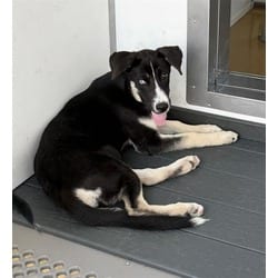 Photo of Nova, adoptable German Shepherd Dog Husky in San Bernardino, California
