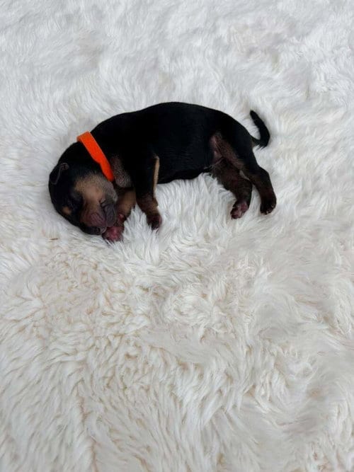 Photo of New Light Litter Ember - Located in CA, adoptable Belgian Shepherd Malinois in Imlay City, Michigan