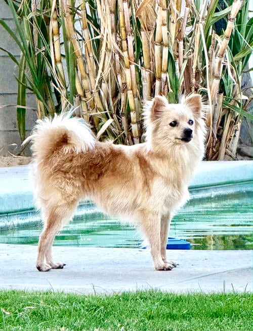 Photo of Pearl, adoptable Chihuahua in Santa Clarita, California
