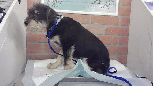 Photo of A2102951, adoptable Yorkshire Terrier Yorkie in Houston, Texas
