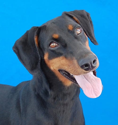 Photo of Moana, adoptable Doberman Pinscher in Pasadena, California