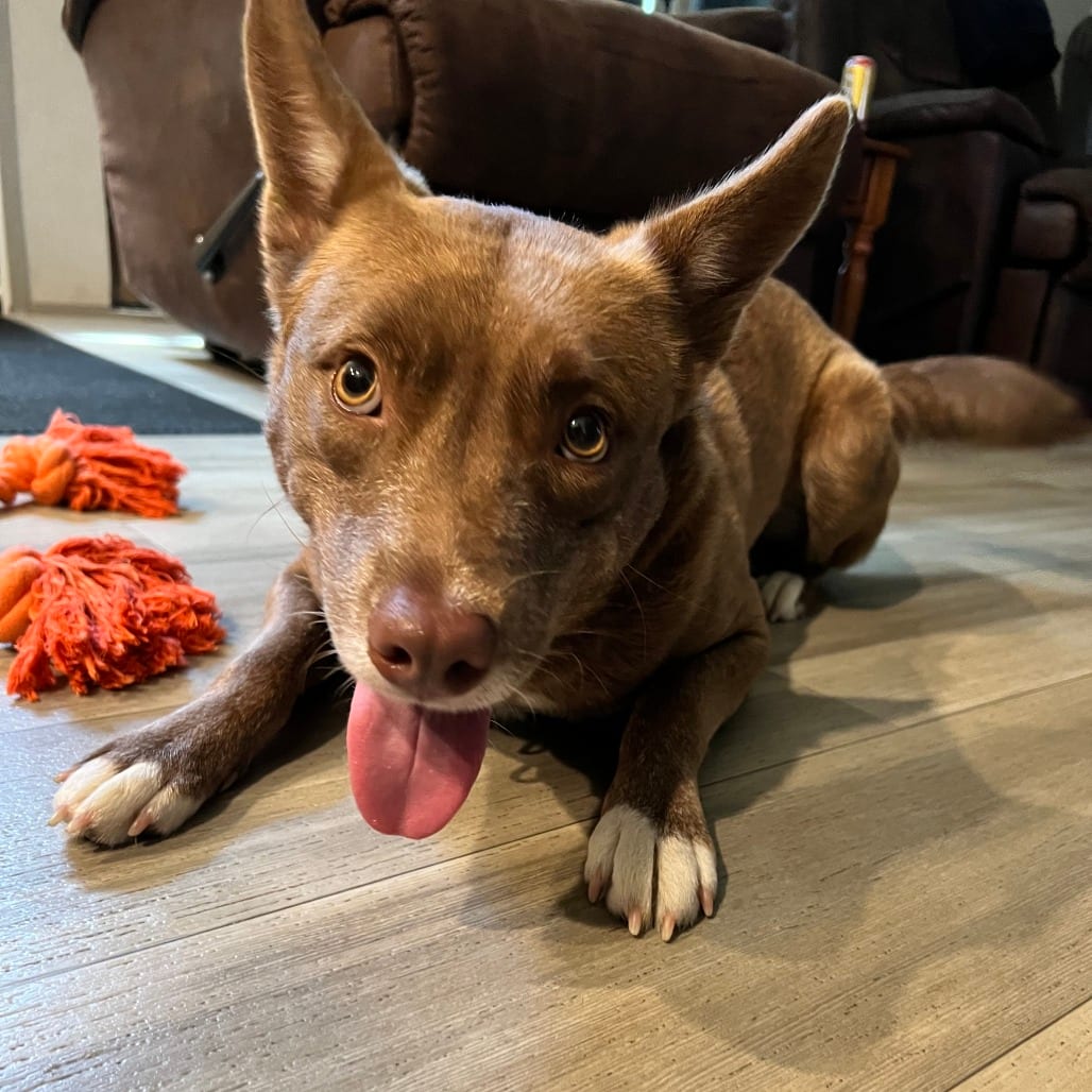 Photo of Skye, adoptable Mixed Breed (Medium) in St. Charles, Missouri