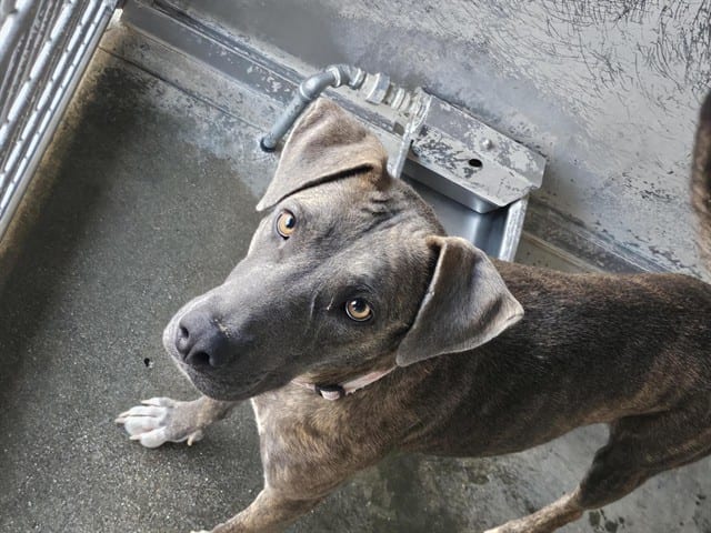 Photo of Senior Pit Bull Terrier mix, adoptable Pit Bull Terrier mix in Devore, California