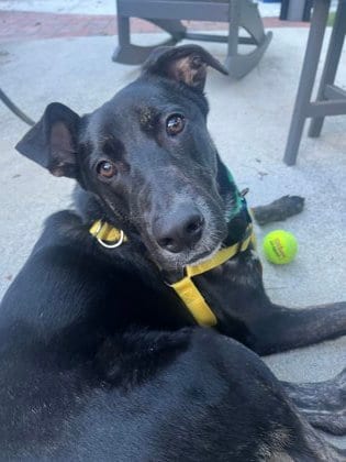 Photo of Xun, adoptable dog in Chamblee, Georgia