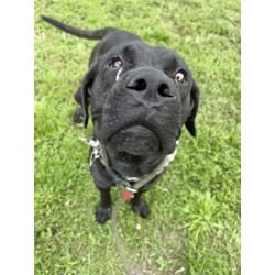 Photo of Willow, adoptable Labrador Retriever in Doral, Florida