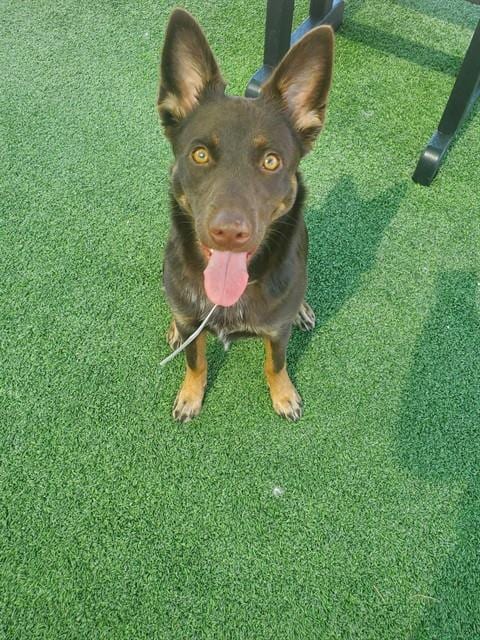 Photo of Poppy, adoptable Australian Cattle Dog/Blue Heeler in Castaic, California
