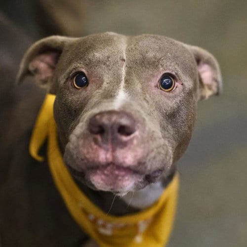 Photo of Blue, adoptable American Staffordshire Terrier in San Antonio, Texas