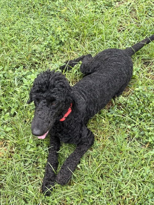 Photo of Dolly Parton, adoptable Poodle (Standard) in Valrico, Florida