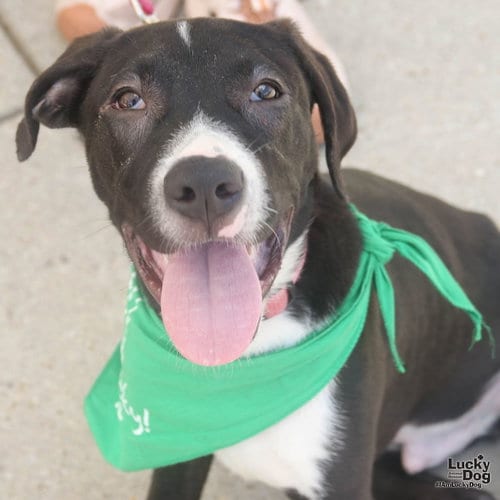 Photo of Bonjo, adoptable Labrador Retriever in Washington, District of Columbia