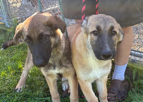 Photo of German Shepherd Mix Pup Boy, adoptable German Shepherd Dog in Unionville, Pennsylvania