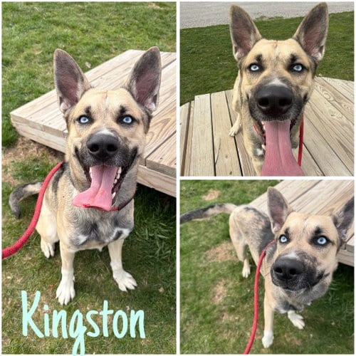 Photo of Kingston, adoptable German Shepherd Dog in Pierceton, Indiana