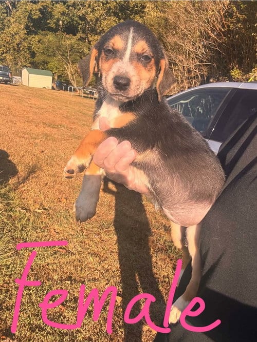 Photo of Moxie, adoptable Beagle in Newark, Delaware
