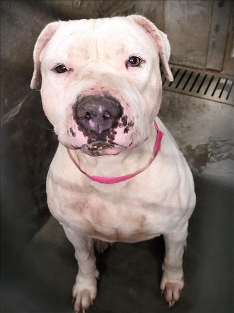 Photo of Bonnie, adoptable Pit Bull Terrier in Los Angeles, California
