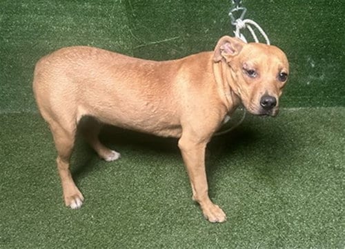 Photo of Peggy, adoptable Pit Bull Terrier in Lancaster, California
